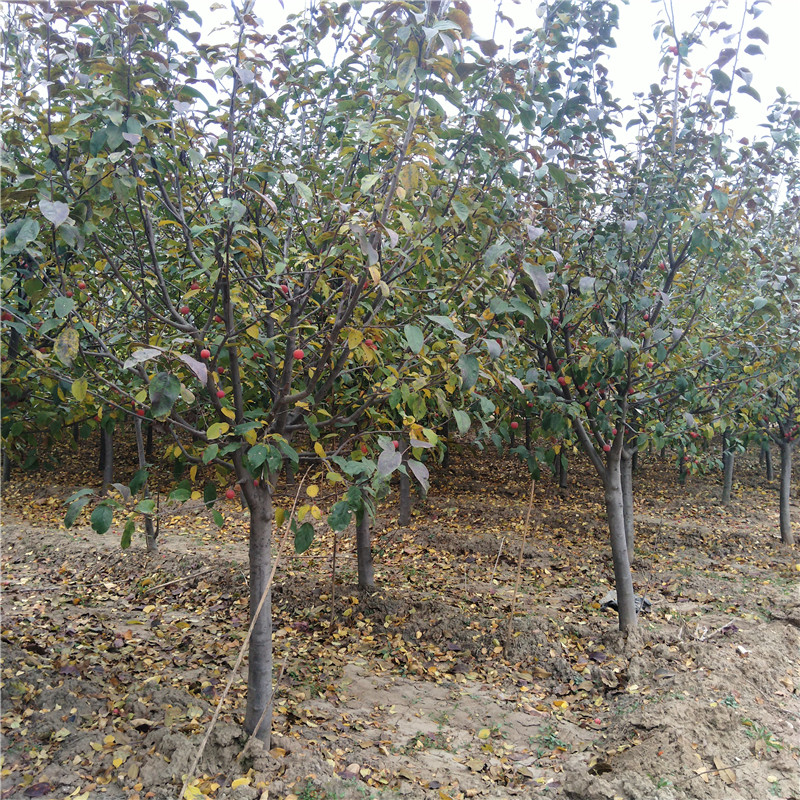 冬紅果海棠耐寒嗎銀莊農(nóng)業(yè)基地