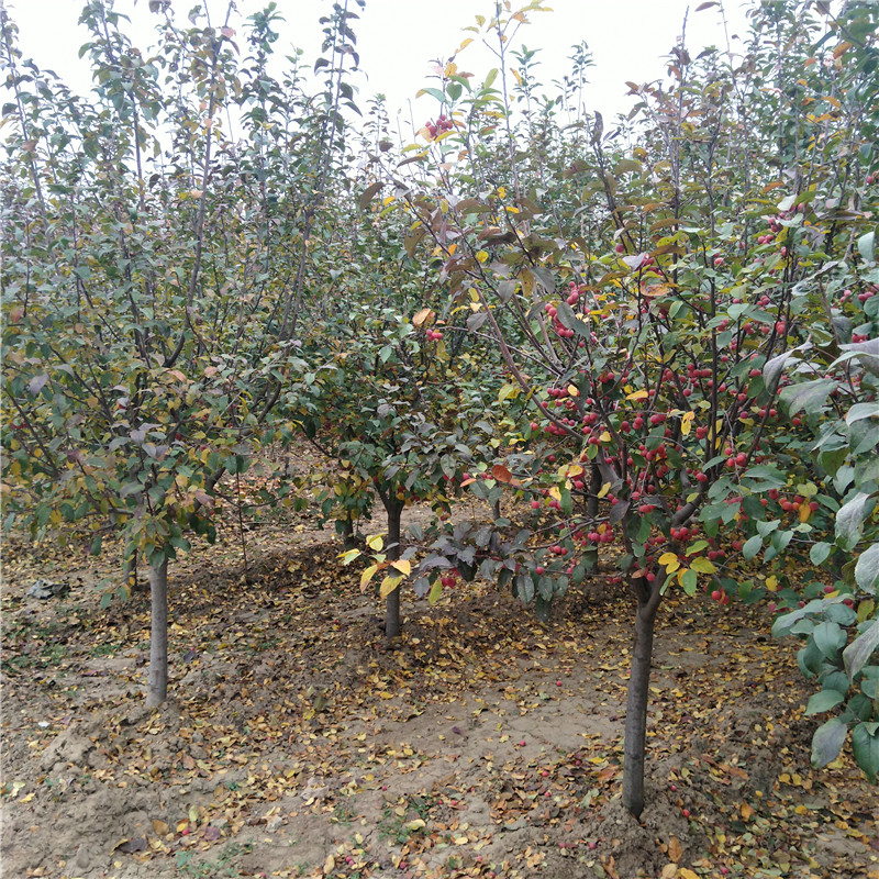 冬紅果海棠樹苗耐寒嗎冬紅果海棠出售
