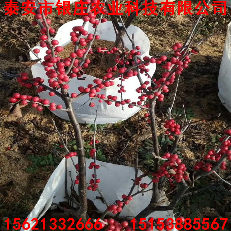 北美冬青圖片北美冬青小苗繁殖方法