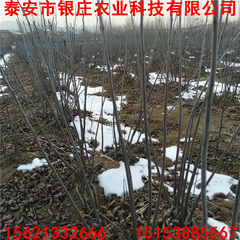 北美冬青圖片北美冬青小苗價格