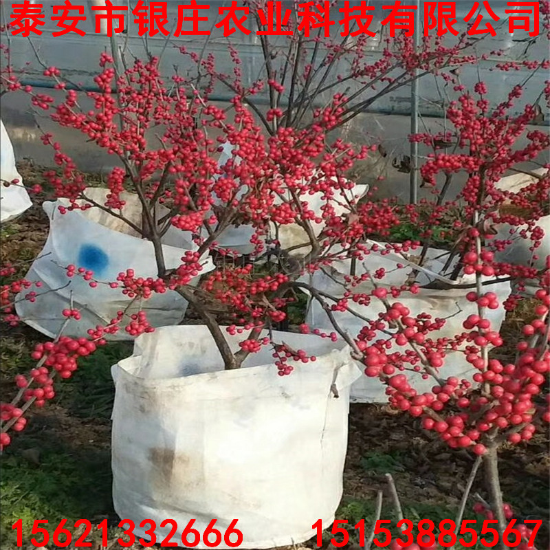 北美冬青圖片北美冬青小苗價格