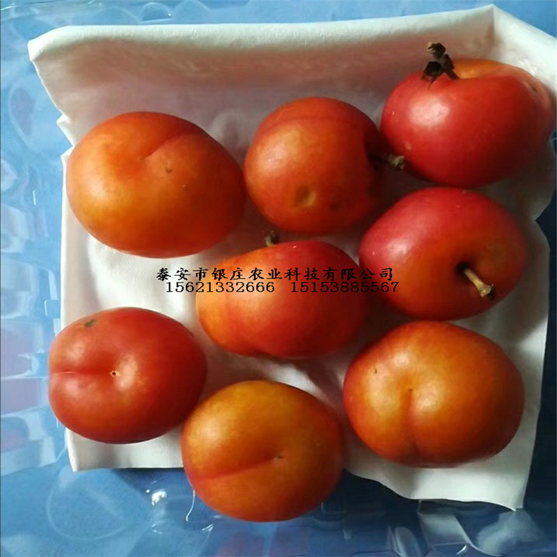 鈣果品種鈣果樹圖片