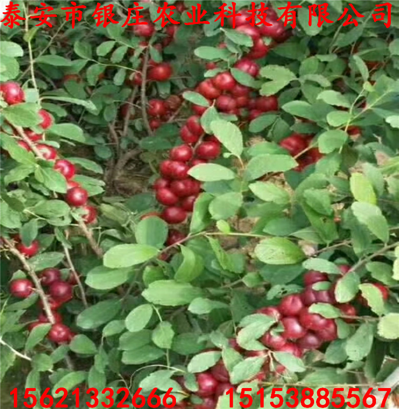 鈣果種植技術鈣果樹價格