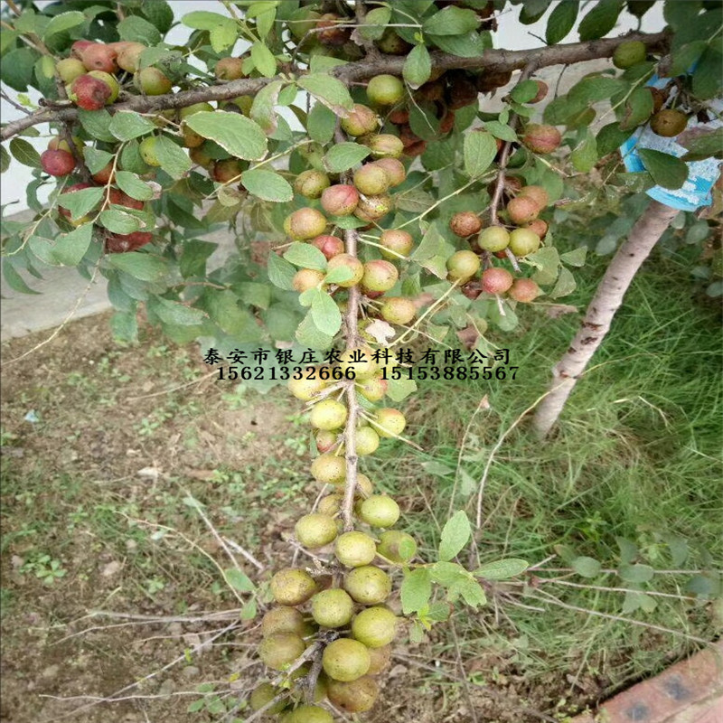 鈣果種植技術鈣果樹價格