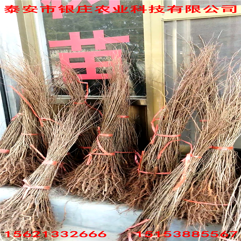 鈣果種植技術鈣果樹價格