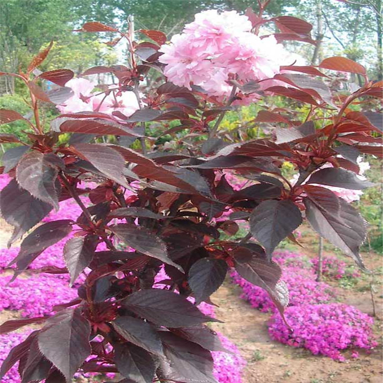 樱花苗圃 樱花多少钱