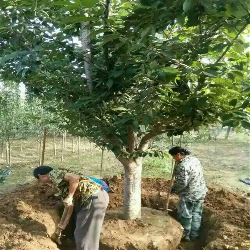 樱花苗圃 樱花多少钱