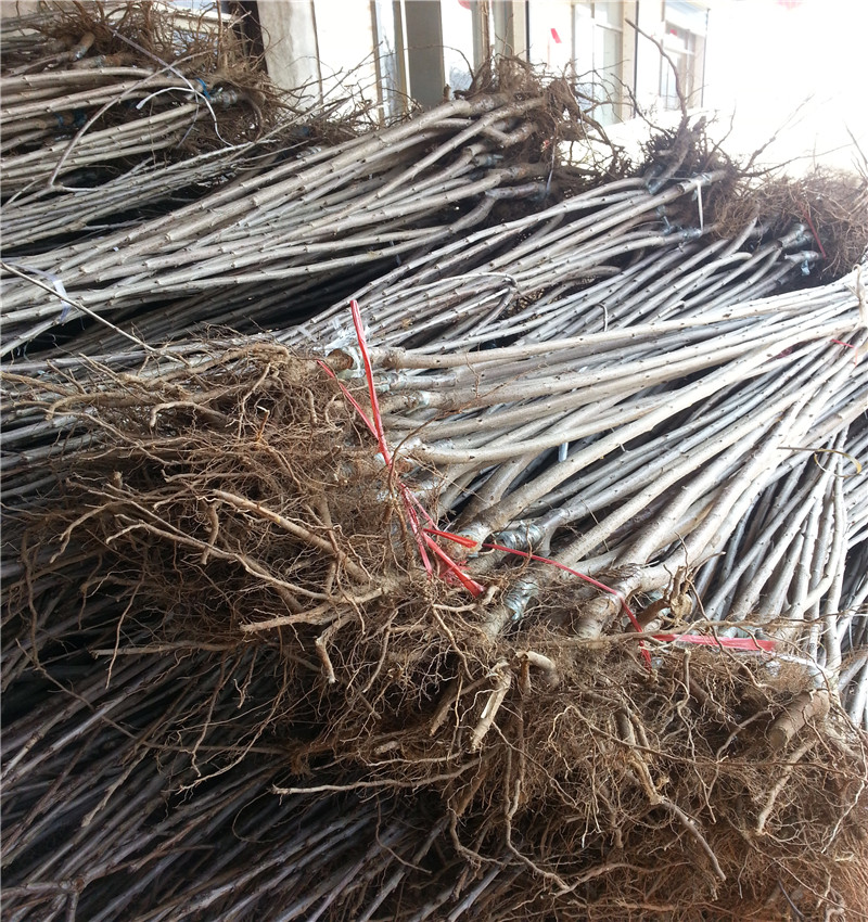 基地櫻花苗 櫻花樹種植