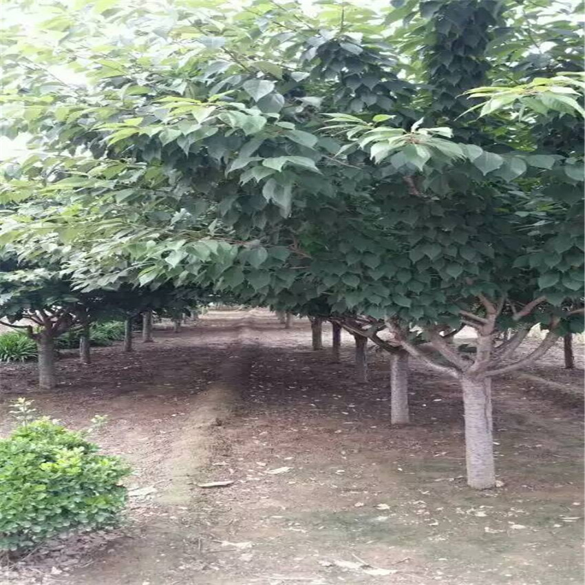 基地櫻花苗 櫻花樹種植