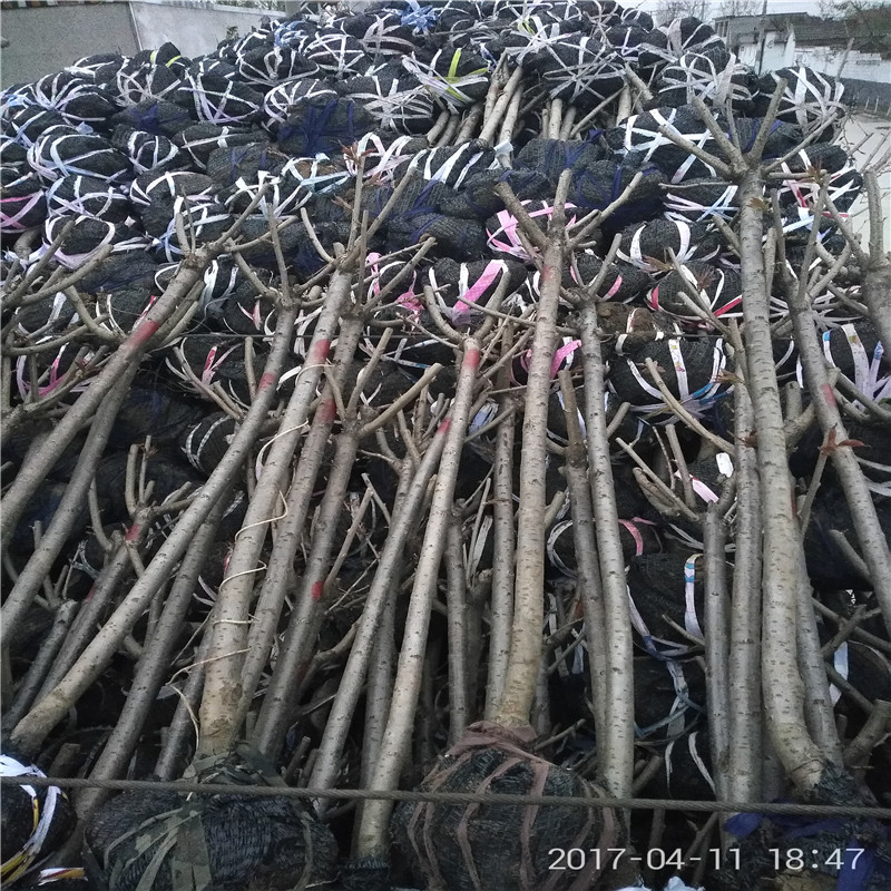 基地櫻花苗 櫻花樹種植