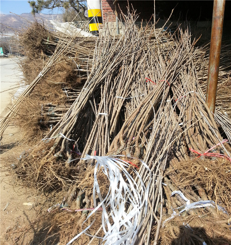 基地櫻花苗 櫻花樹種植