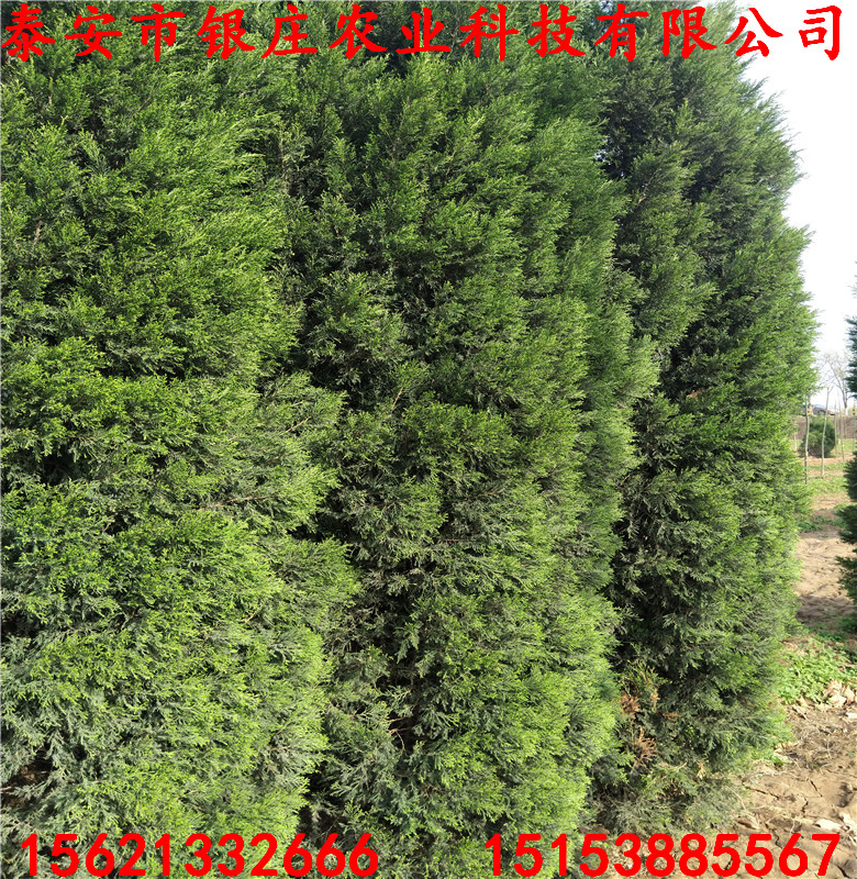 1米蜀檜批發(fā)價格產(chǎn)地蜀檜