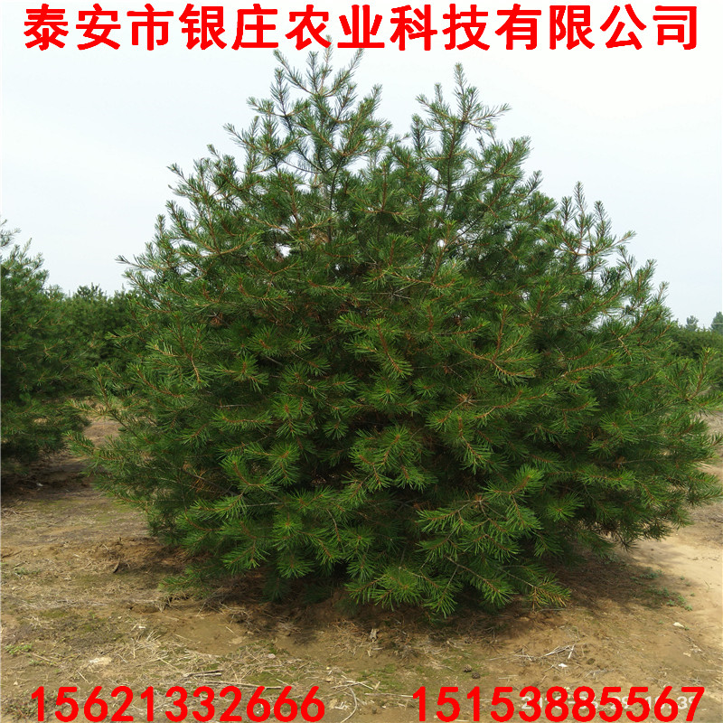 白皮松苗圃 白皮松苗批發(fā)