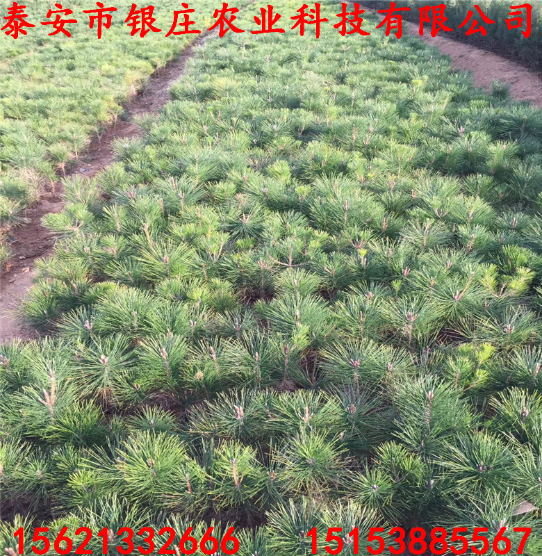 白皮松苗圃 白皮松苗批發(fā)
