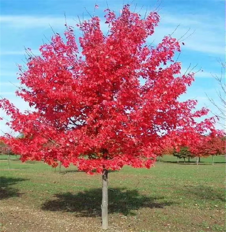 美國紅楓苗品種綠化工程苗美國紅楓