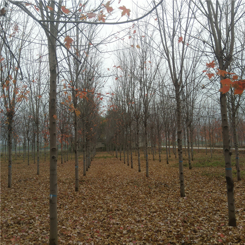 美國紅楓苗品種綠化工程苗美國紅楓