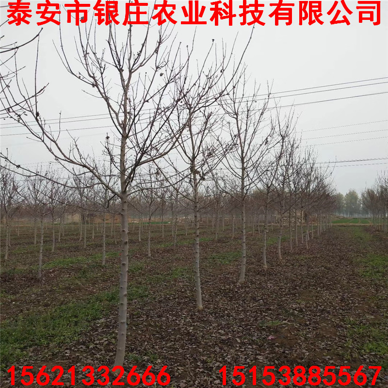 美國紅楓品種美國紅楓苗圃