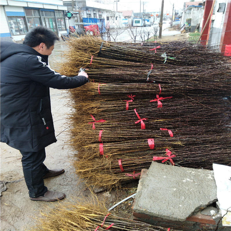 无籽花椒苗品种 花椒苗基地银庄农业