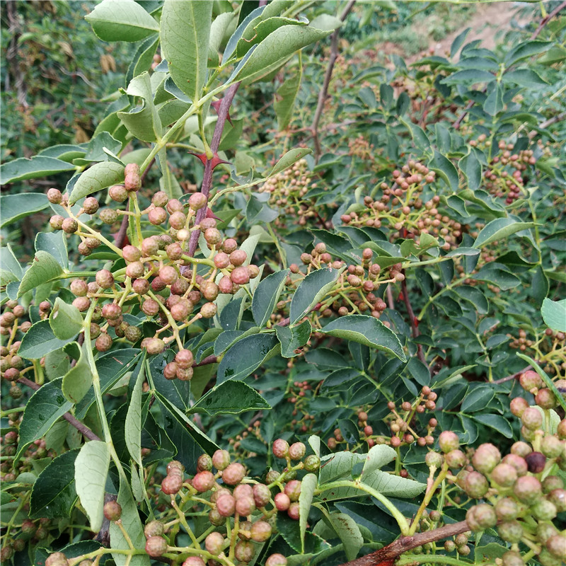 大红袍花椒苗价格 花椒苗基地银庄农业