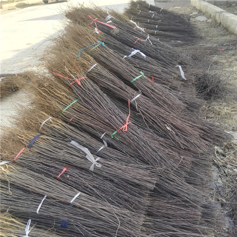 無籽花椒苗品種 花椒苗基地銀莊農(nóng)業(yè)
