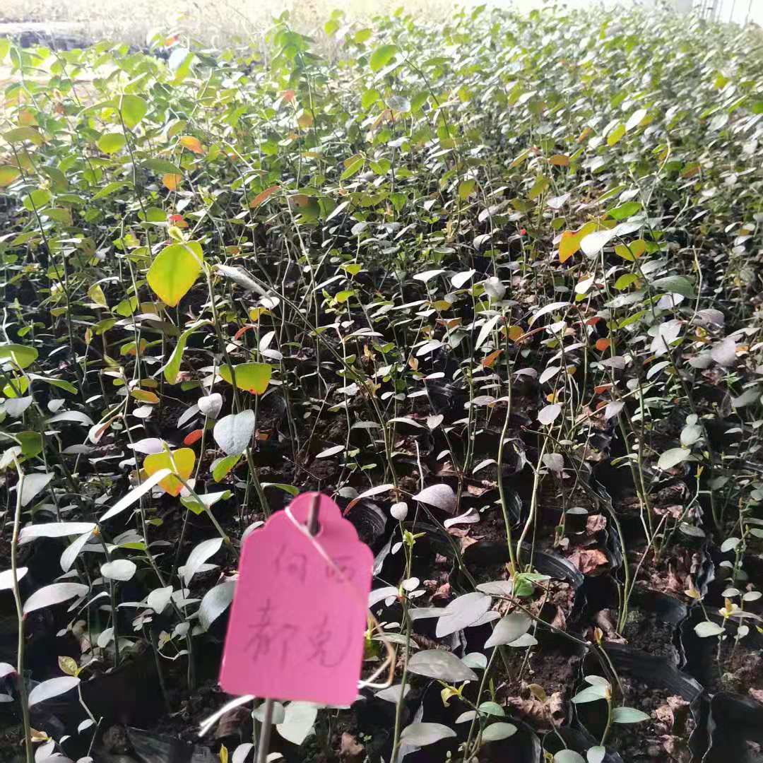 藍莓樹苗幾年結(jié)果 藍莓苗圖片