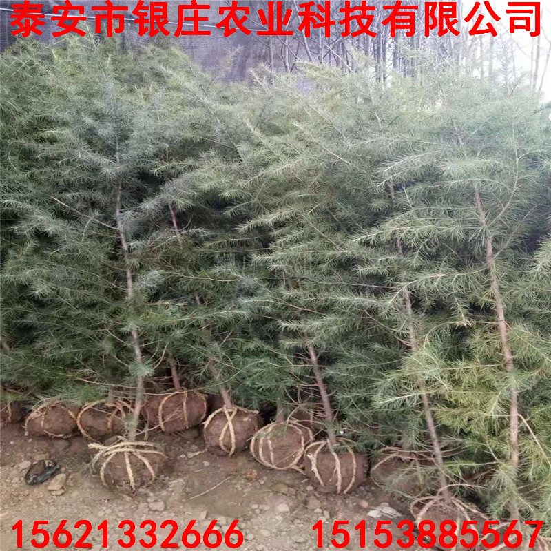 河南雪松小苗 雪松樹栽培技術(shù)