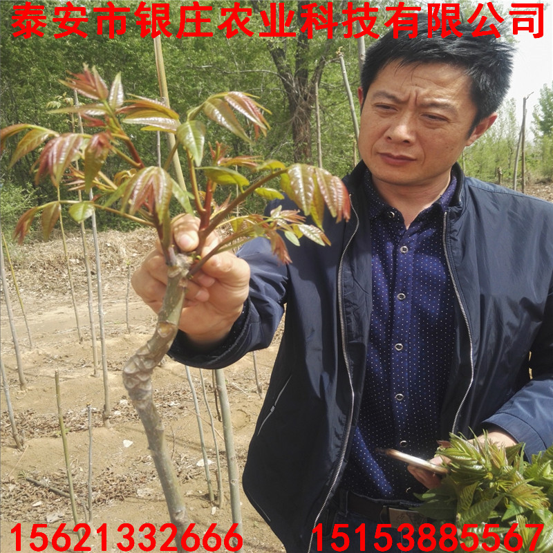 基地供應(yīng)紅油香椿苗泰山紅油香椿苗價(jià)格