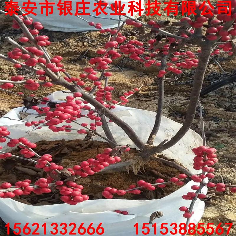 產(chǎn)地北美冬青北美冬青多少錢一棵