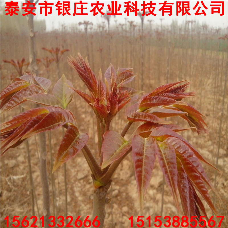 矮化紅油香椿苗圖片 紅油香椿苗基地