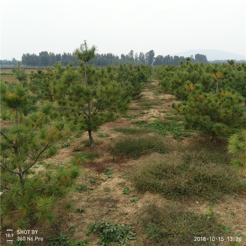 白皮松苗出售 白皮松小苗苗基地