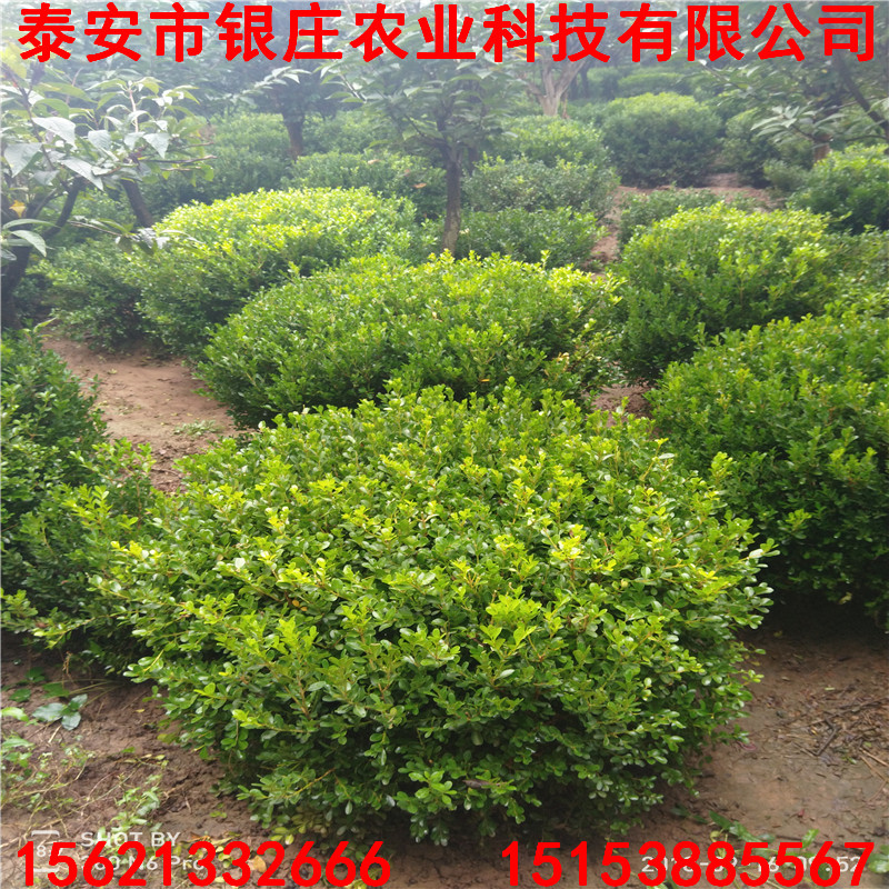 基地供應(yīng)瓜子黃楊球 大葉瓜子黃楊球基地
