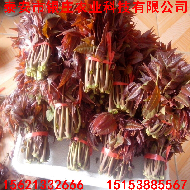 泰山紅油香椿苗批發(fā)價(jià)格 哪里有紅油香椿苗批發(fā)