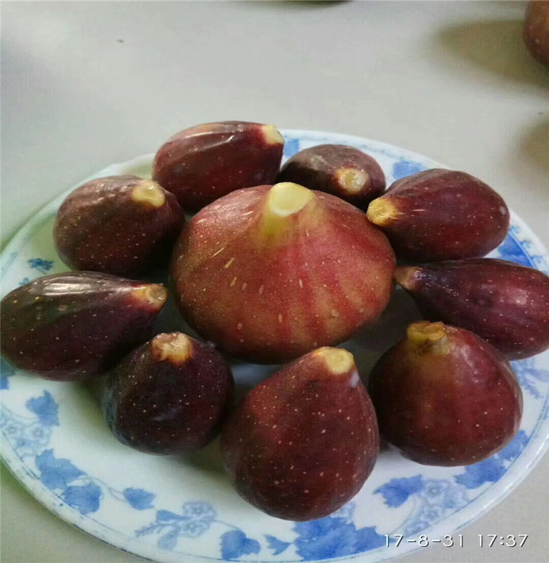 無花果樹批發(fā) 銀莊農(nóng)業(yè)科技出售無花果苗