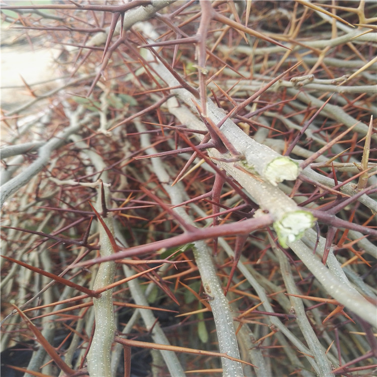 皂角樹苗種植方法 銀莊農(nóng)業(yè)皂角樹苗