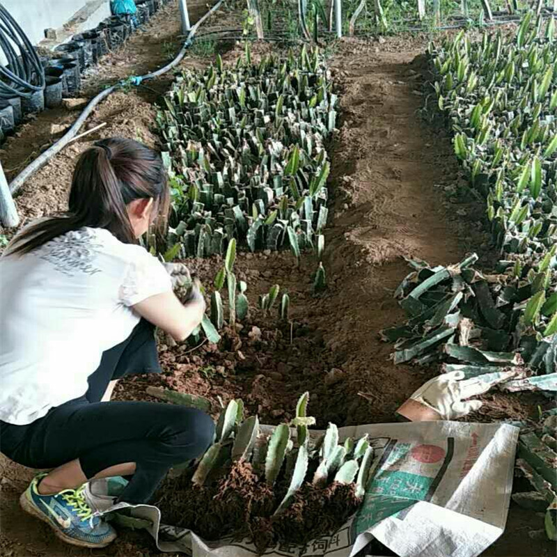 大棚火龍果苗價(jià)格 紅心火龍果苗成活率高