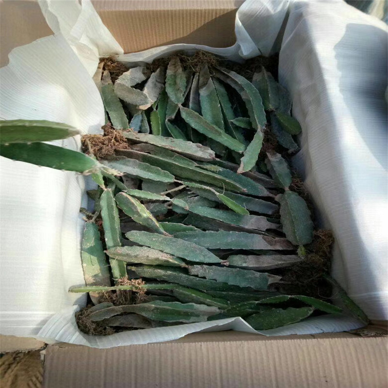 大棚火龍果苗價(jià)格 紅心火龍果苗成活率高