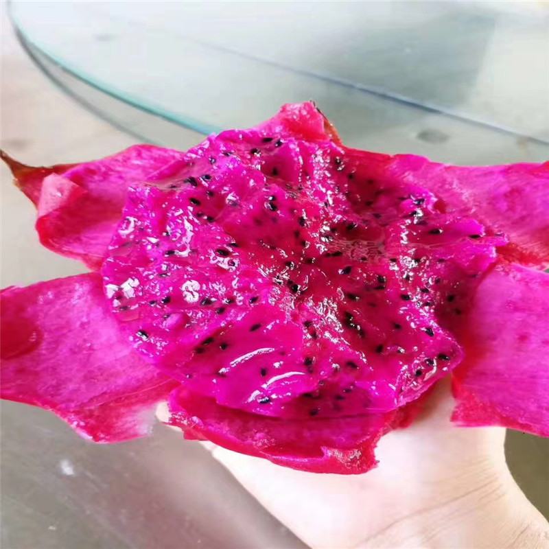 大棚火龍果苗價(jià)格 紅心火龍果苗成活率高