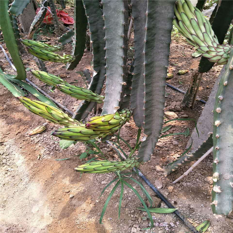 紅火龍果苗多少錢一株 火龍果樹苗價格實惠
