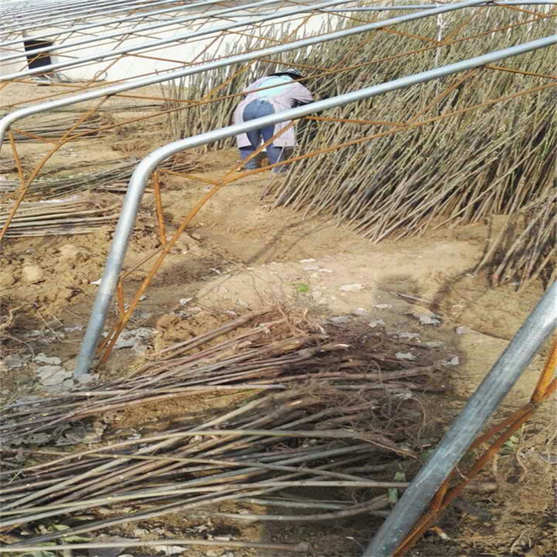 花椒苗香椿苗哪里有 廣東香椿苗地