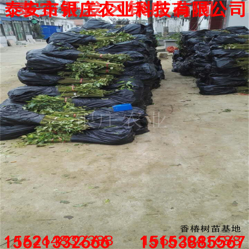 花椒苗香椿苗哪里有 廣東香椿苗地