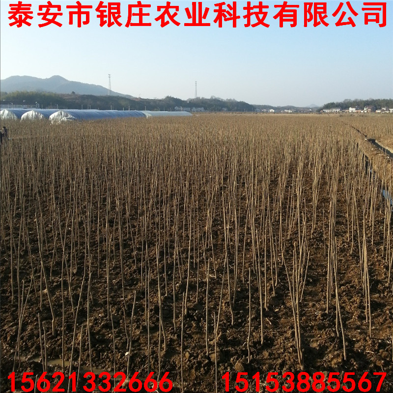 花椒苗香椿苗哪里有 廣東香椿苗地