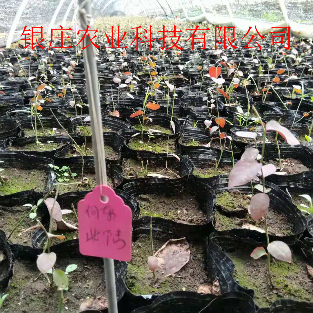 2019藍(lán)莓苗品種 藍(lán)莓苗哪種好