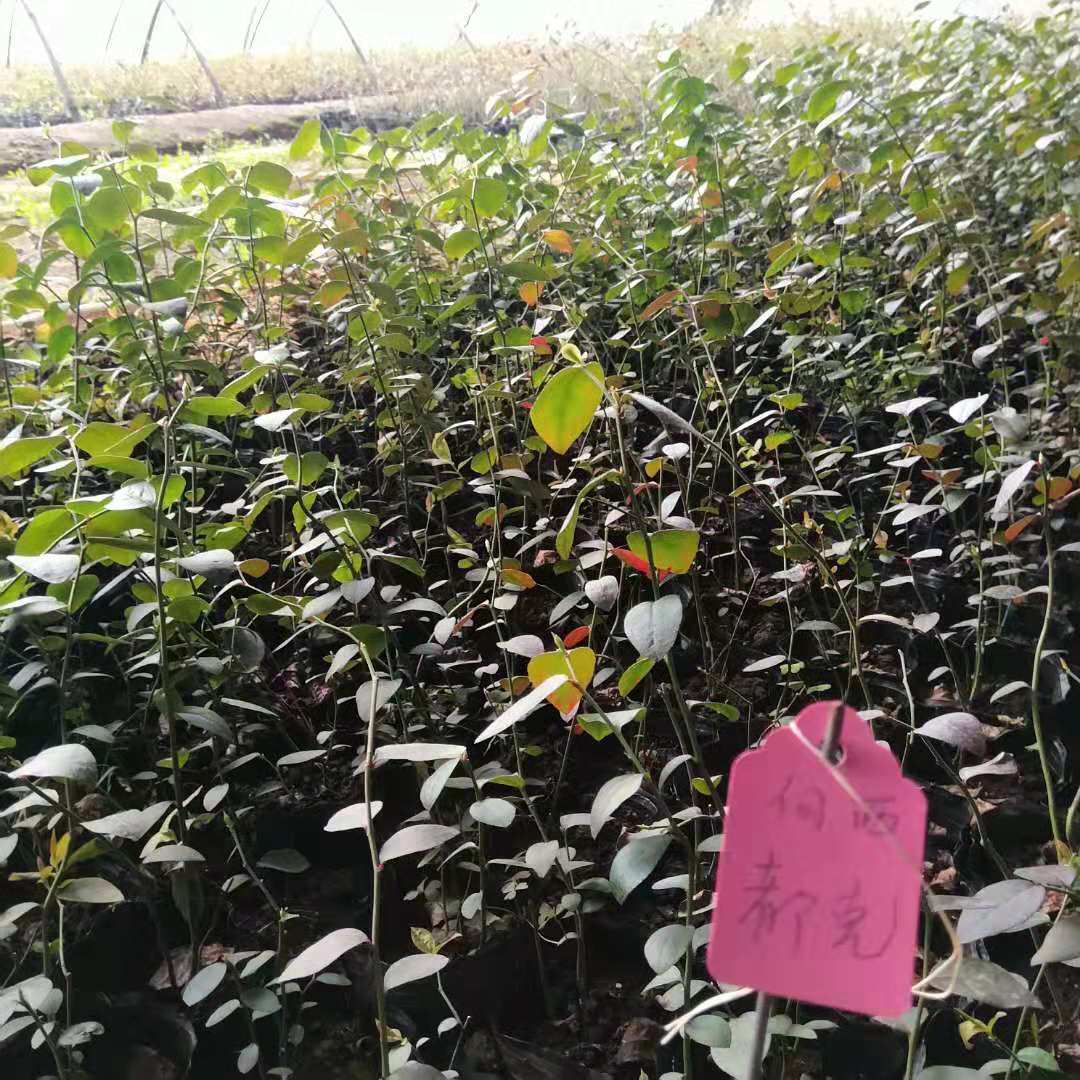 基地藍(lán)莓種苗哪里便宜 哪里有藍(lán)莓樹苗