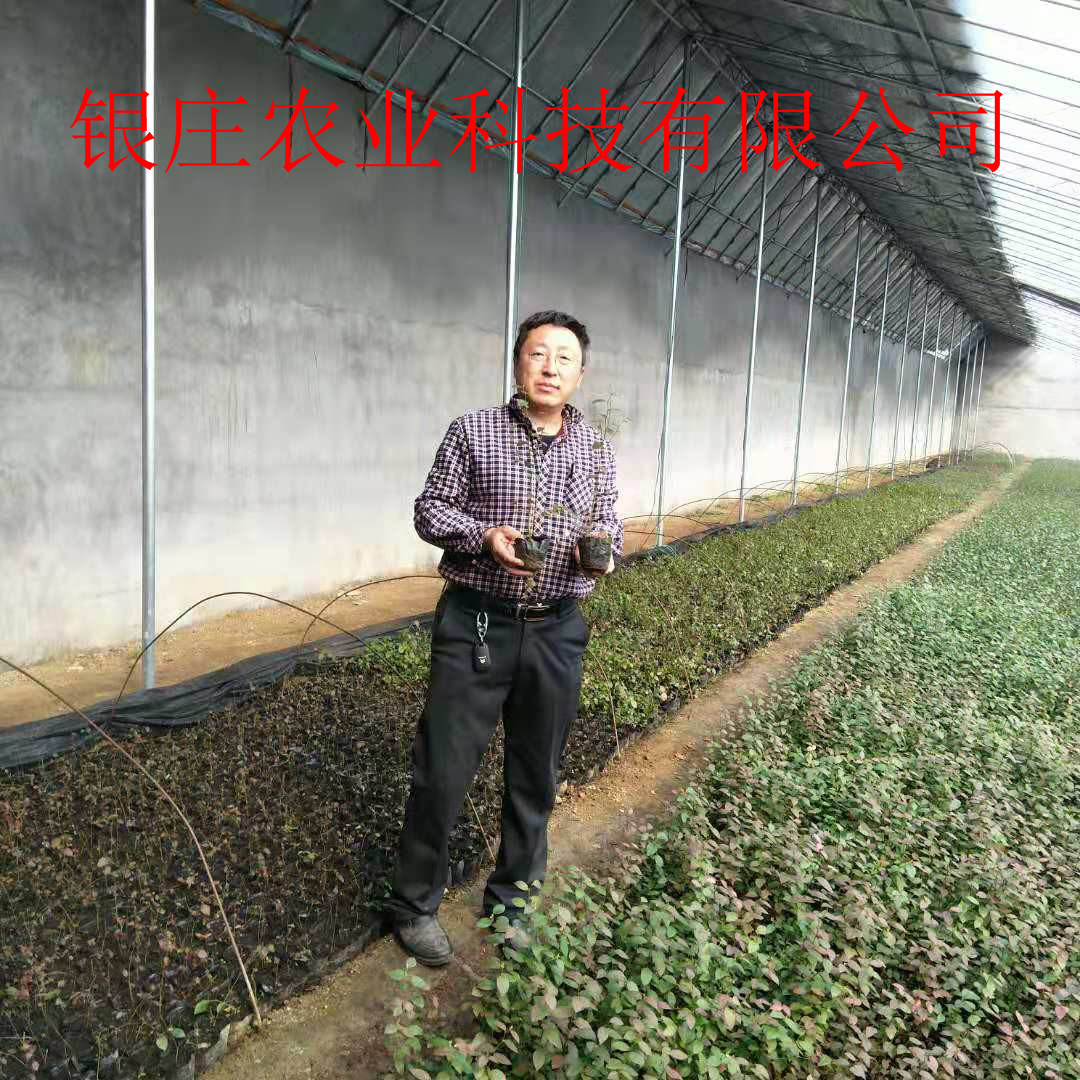 兔眼藍莓苗	長什么樣 銀莊農業出售梨苗