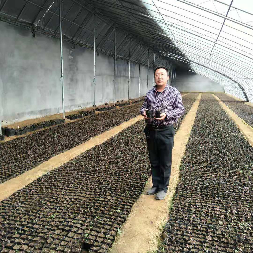 苗圃出售藍莓苗品種 藍莓苗出售