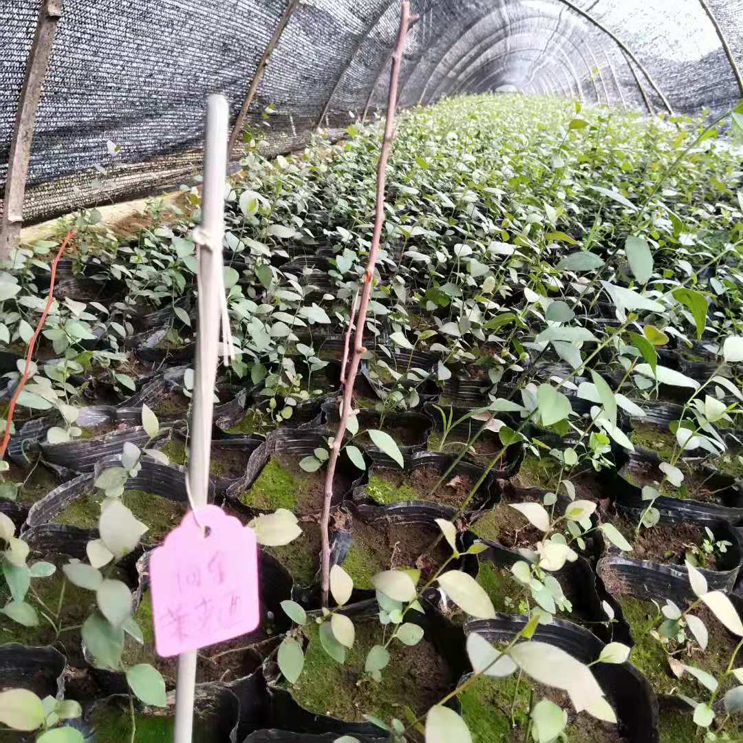 苗圃出售藍莓苗品種 藍莓苗出售