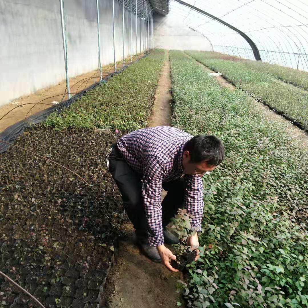 苗圃出售藍莓苗品種 藍莓苗出售