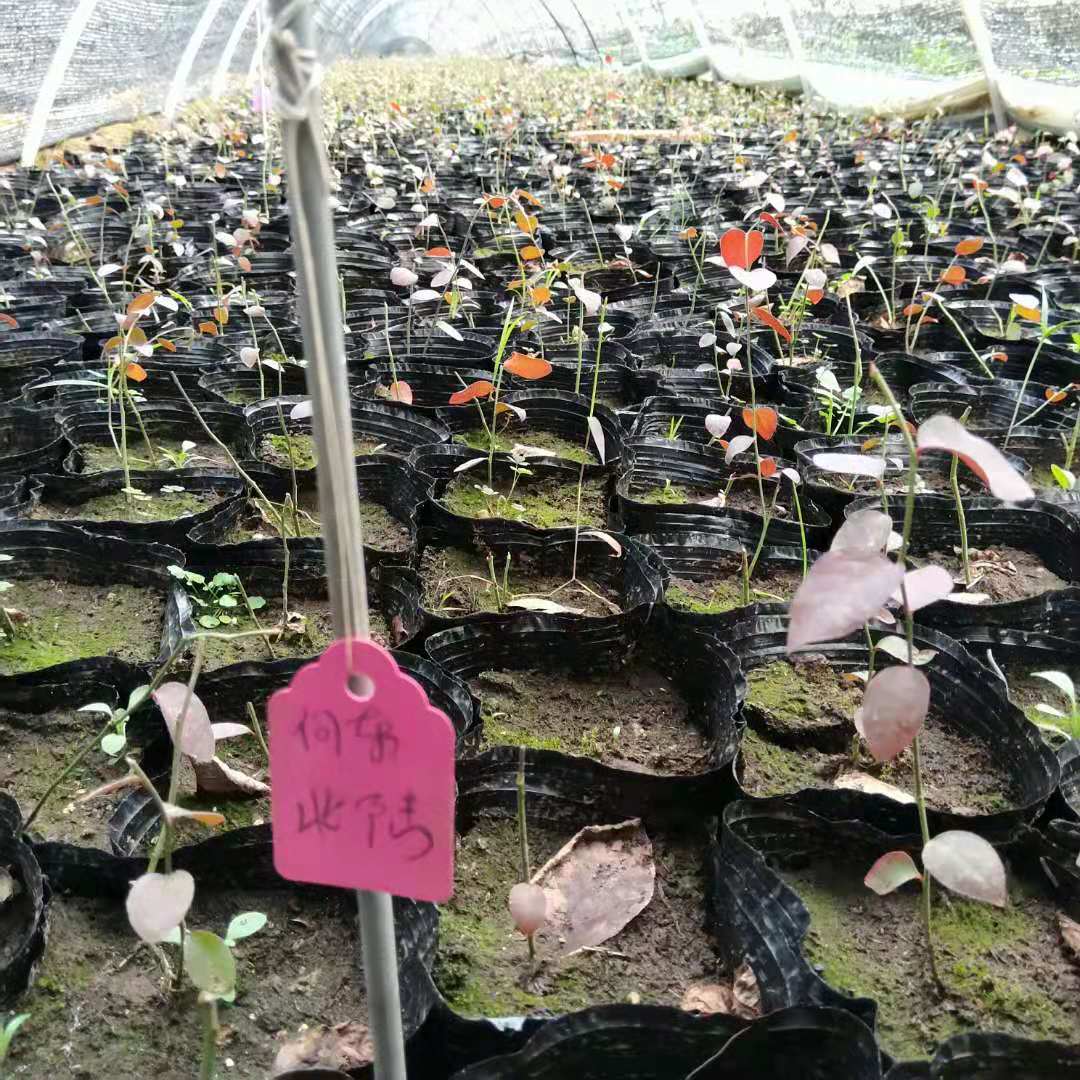 苗圃出售藍莓苗品種 藍莓苗出售