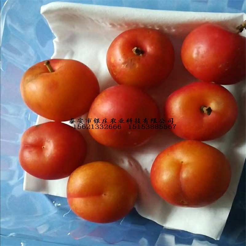 鈣果苗基地現(xiàn)貨供應(yīng) 鈣果苗種植技術(shù)