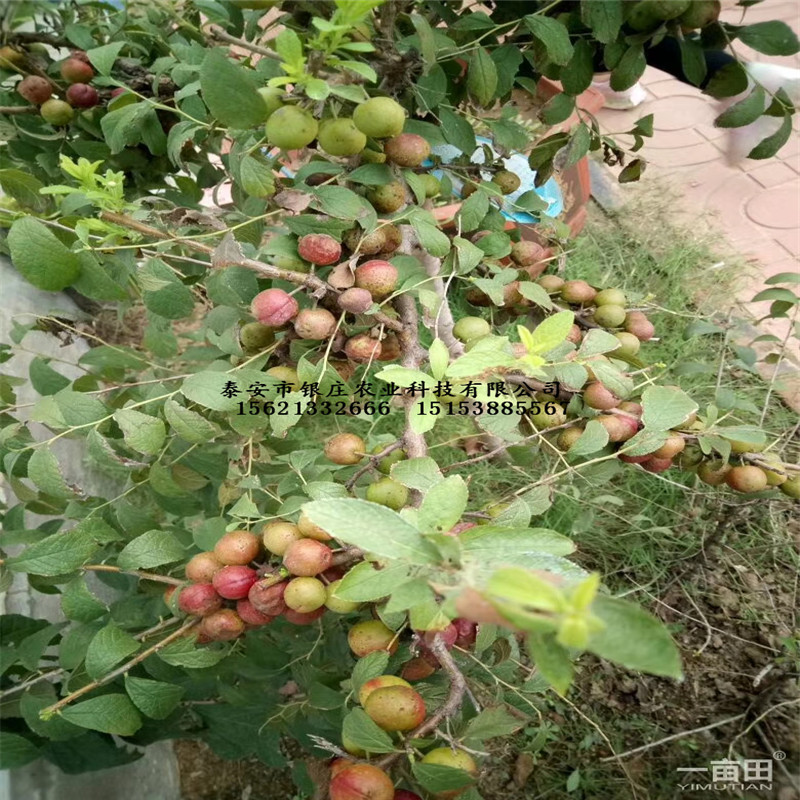 鈣果苗基地現(xiàn)貨供應(yīng) 鈣果苗種植技術(shù)
